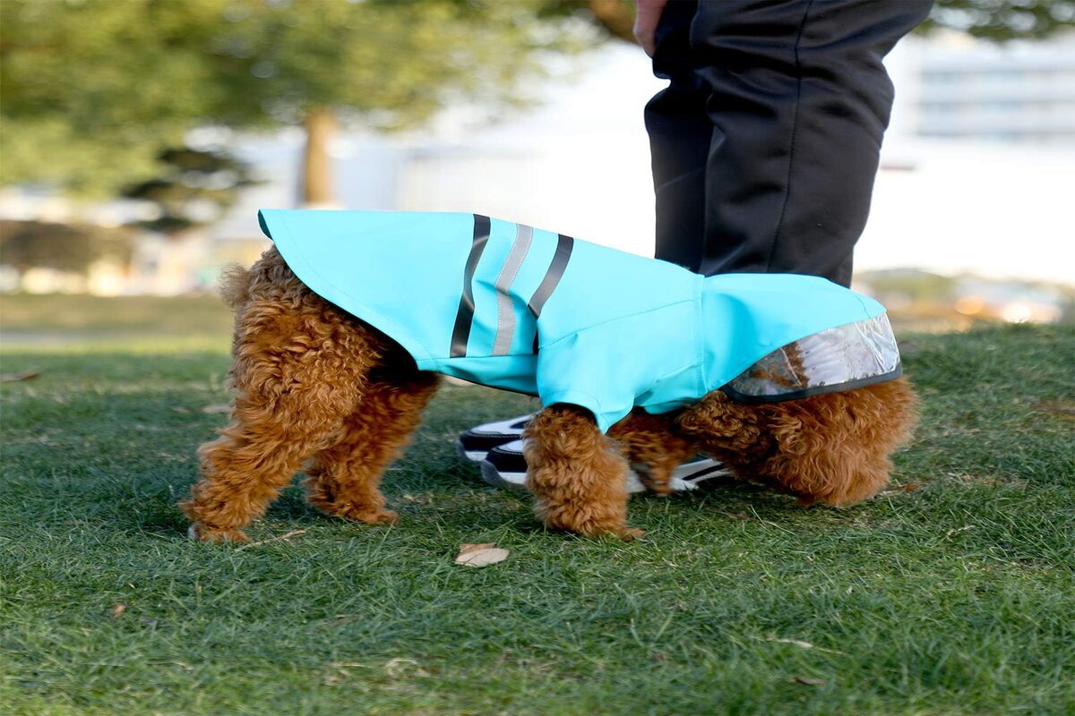 Detailed Look On Dog Rain Jacket