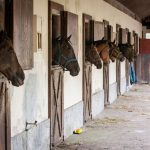 Individual Guide On Horse Stable Boarding