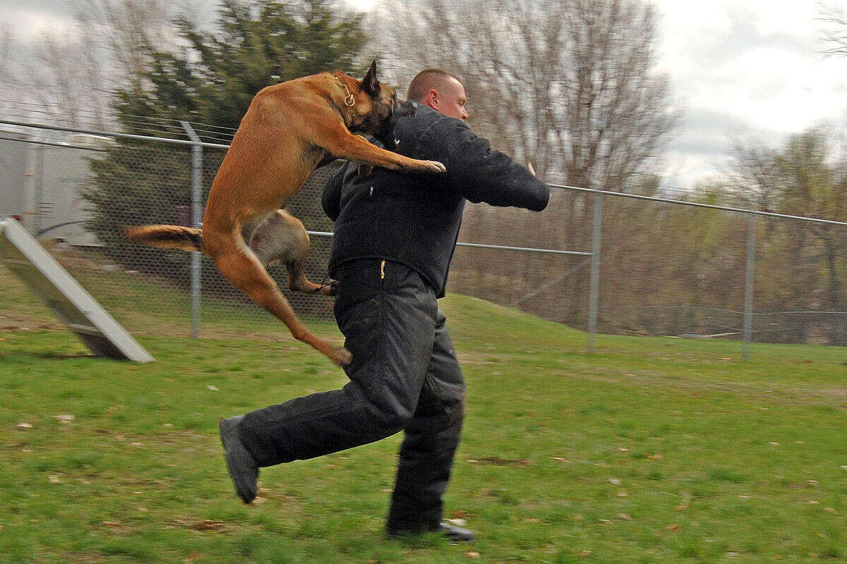 Experienced Dog Lawyer And Their Myths