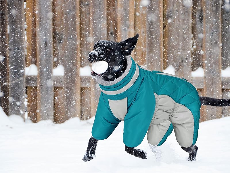 Detailed Analysis On The Dog Coats For Winter