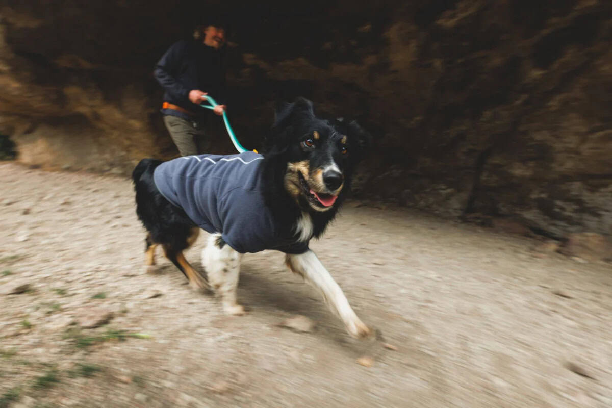 Waterproof Dog Jacket And Their Common Myths