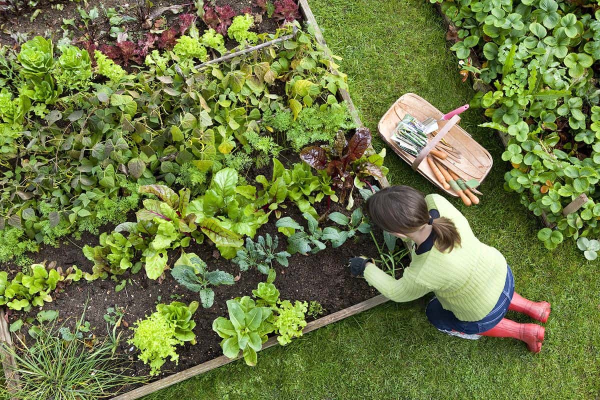 Individual Guide On Complete Yard Maintainance